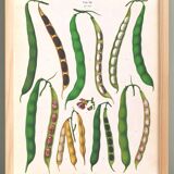 Poster about beans, based on an old engraving from 1886.