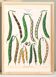 Affiche sur les haricots, d’après une gravure ancienne de 1886.