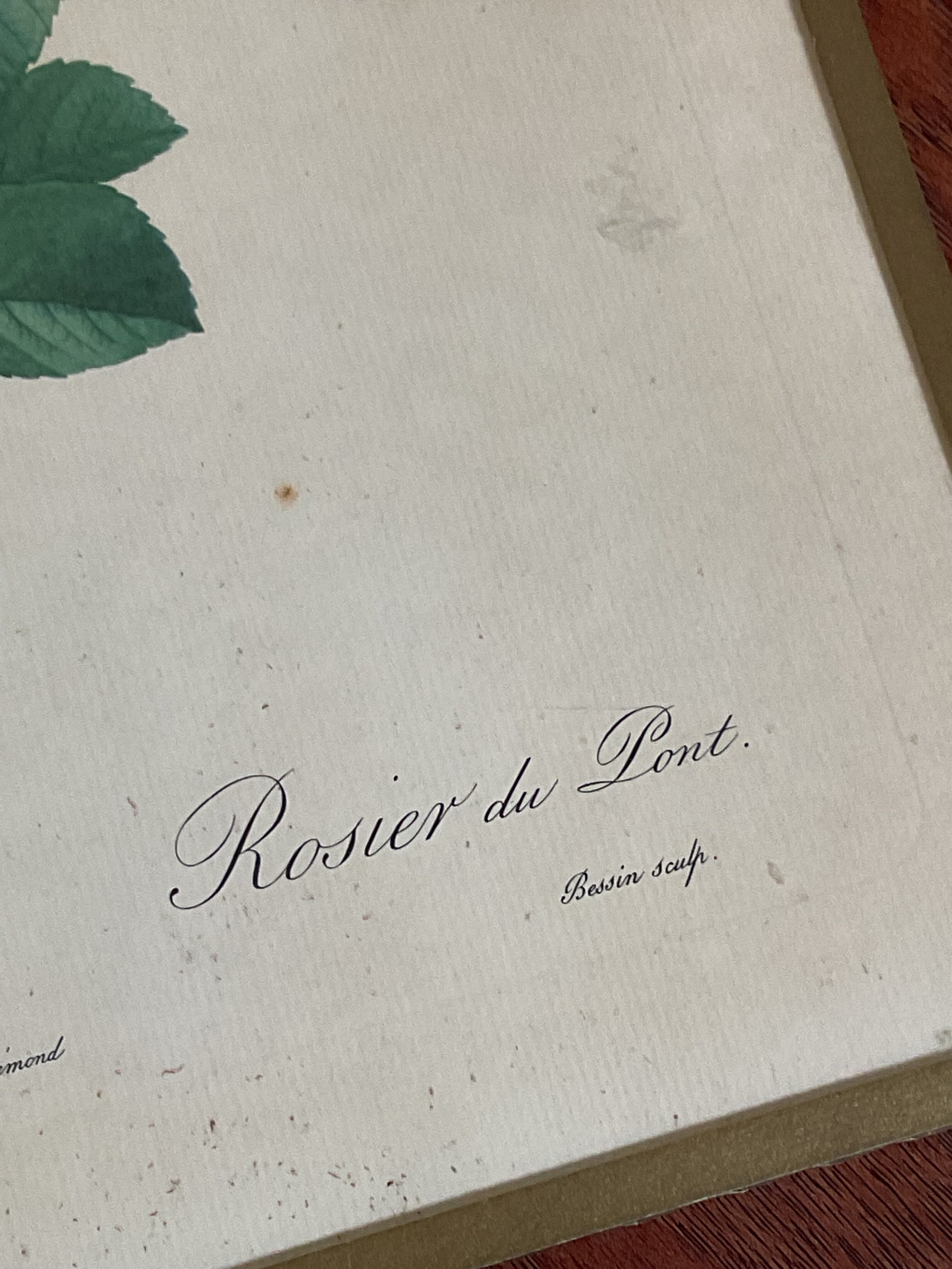 Botany illustration Redouté