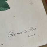 Botany illustration Redouté