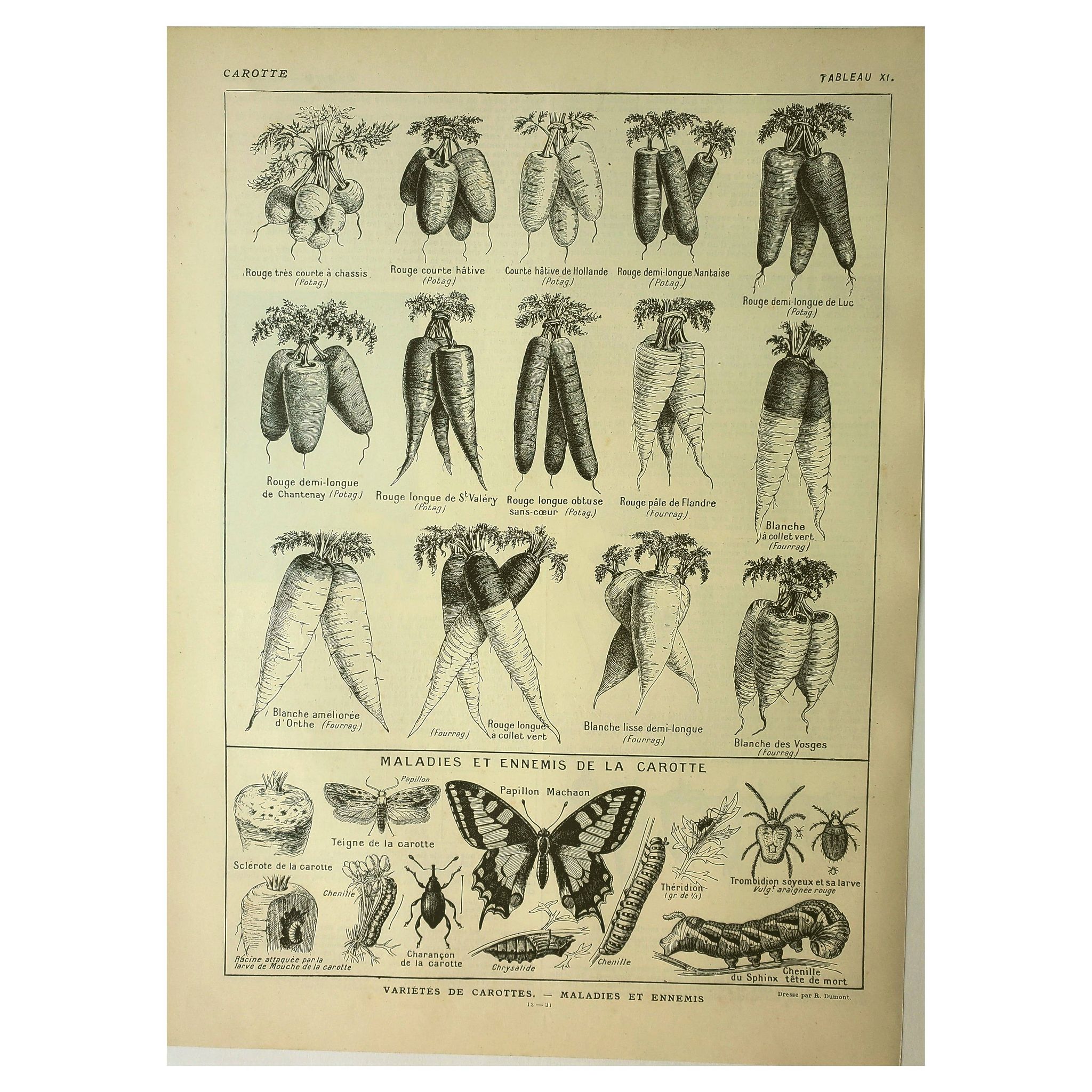 Planche botanique 1921 M. Dessertenne - Carotte du potager - Gravure ancienne