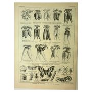 Planche botanique 1921 M. Dessertenne - Carotte du potager - Gravure ancienne