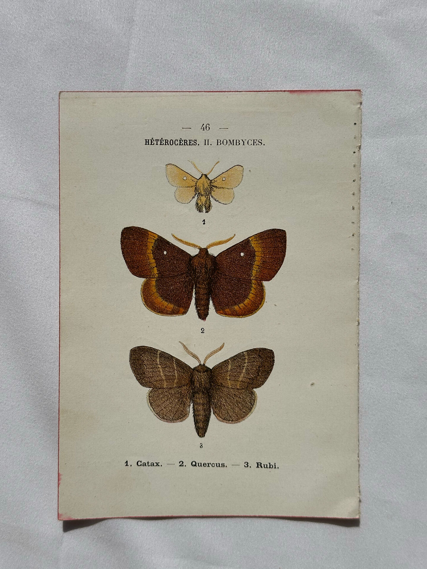 Botanical Plate 1800 Old naturalist engraving 19th century double-sided