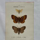 Botanical Plate 1800 Old naturalist engraving 19th century double-sided