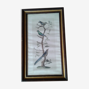 Beautiful Lithography of Framed Birds