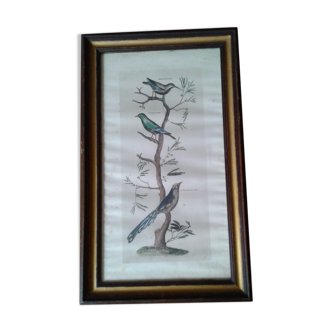 Beautiful Lithography of Framed Birds