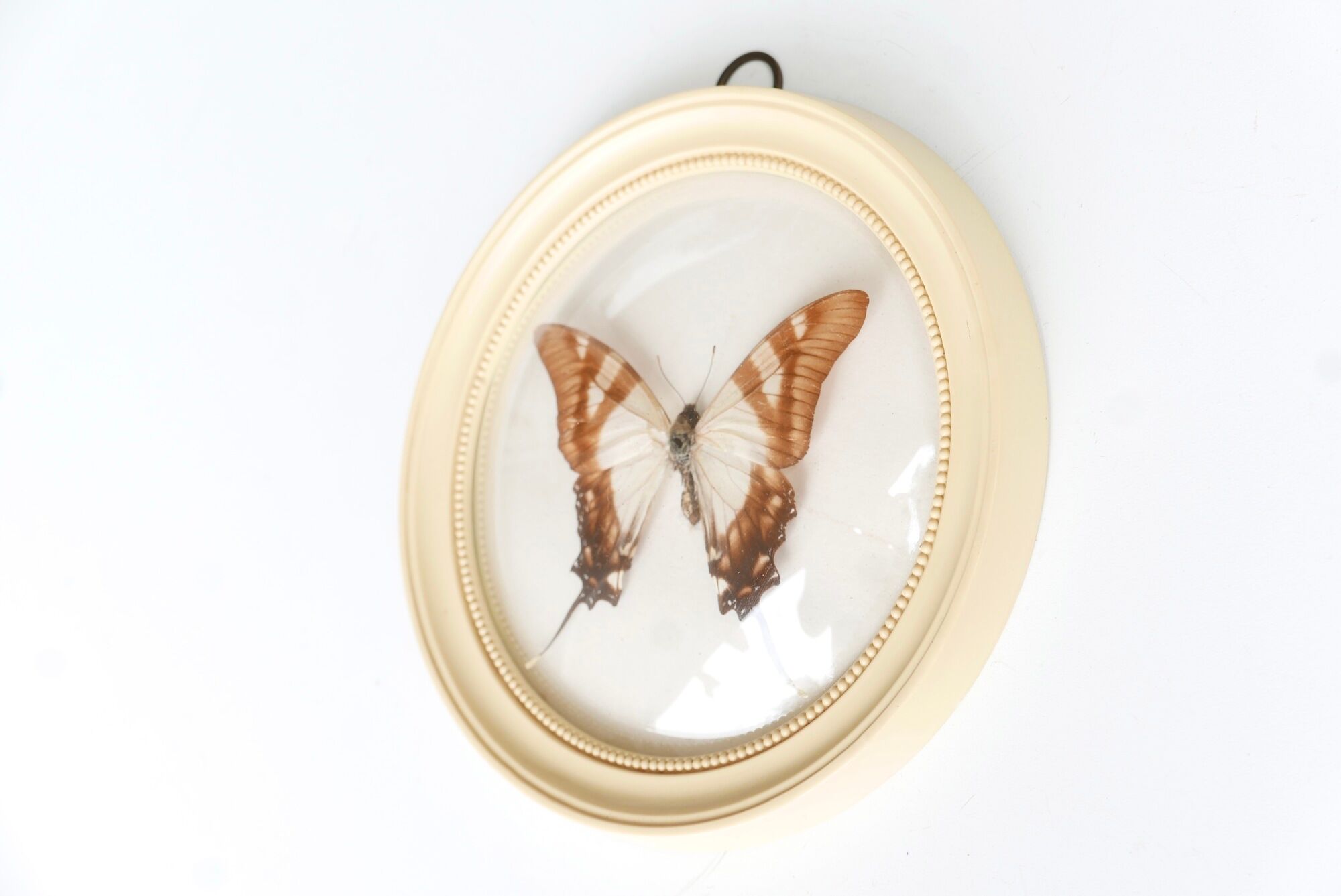 Cadre vitrine bombée : papillon naturalisé blanc et marron, années 60