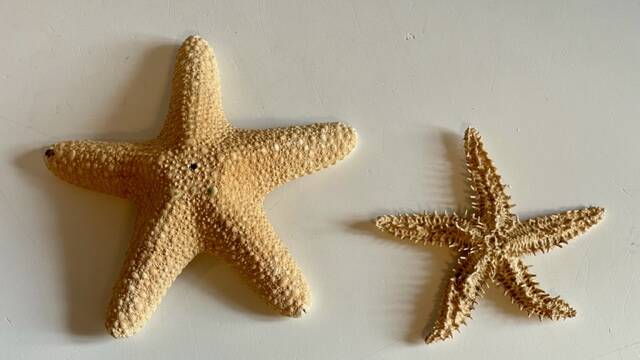 Vintage starfish