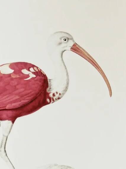 Bestiary plates from the Natural History Museum Red Ibis