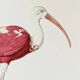 Bestiary plates from the Natural History Museum Red Ibis