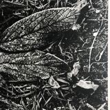 Rosine nusimovici, frost, 1980. black and white silver print signed on the back