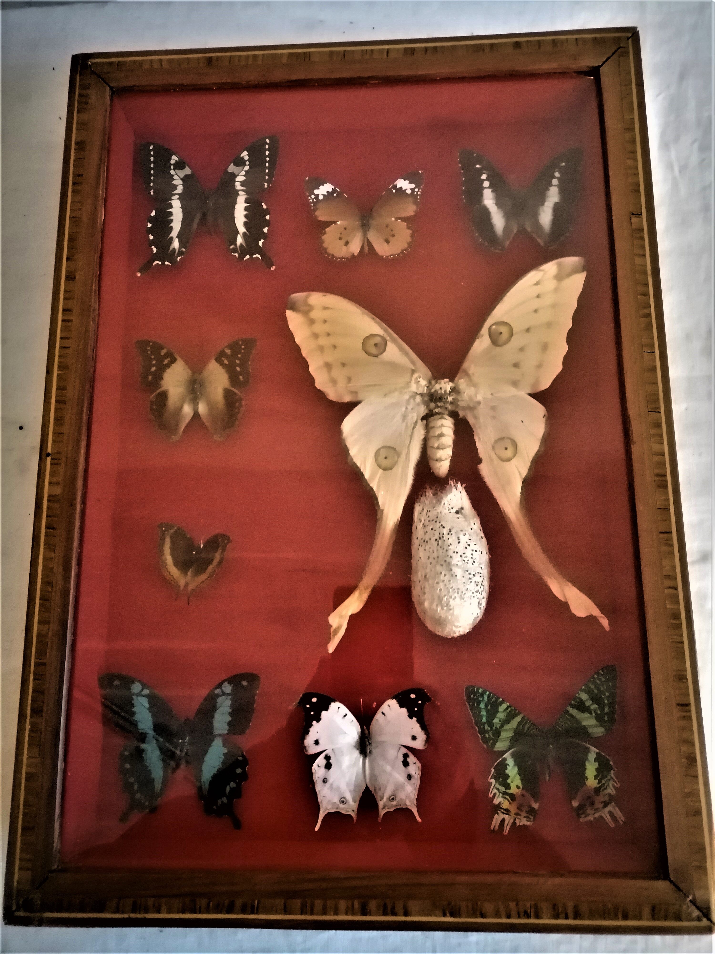 Curiosity, entomology, taxidermy, 9 butterflies