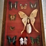 Curiosity, entomology, taxidermy, 9 butterflies