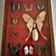 Curiosité, entomologie, taxidermie, 9 papillons