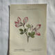 Naturalist Plate – 19th Century Botanical Engraving, Double-Sided