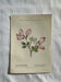 Naturalist Plate – 19th Century Botanical Engraving, Double-Sided