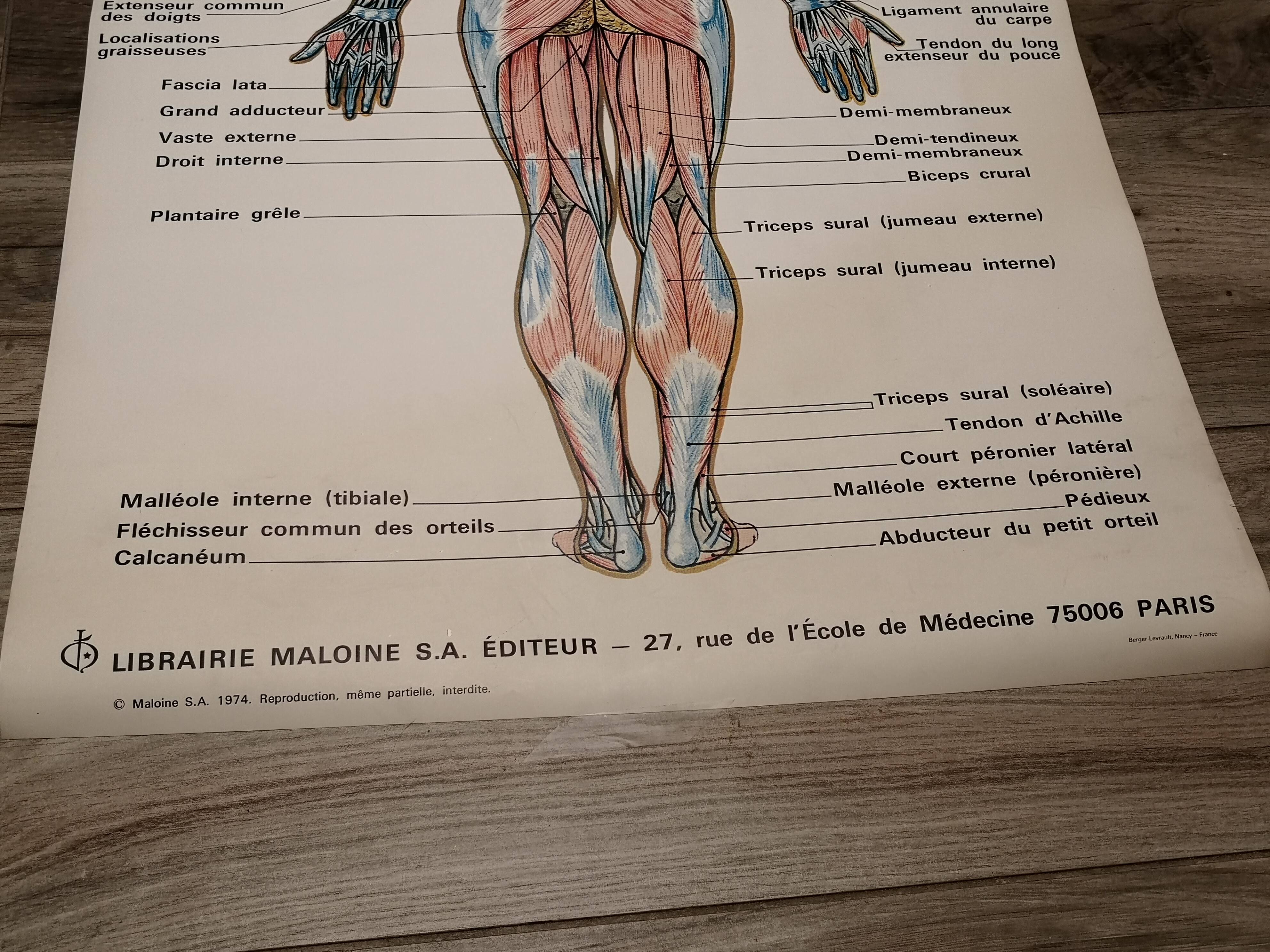 Affiche anatomique 70