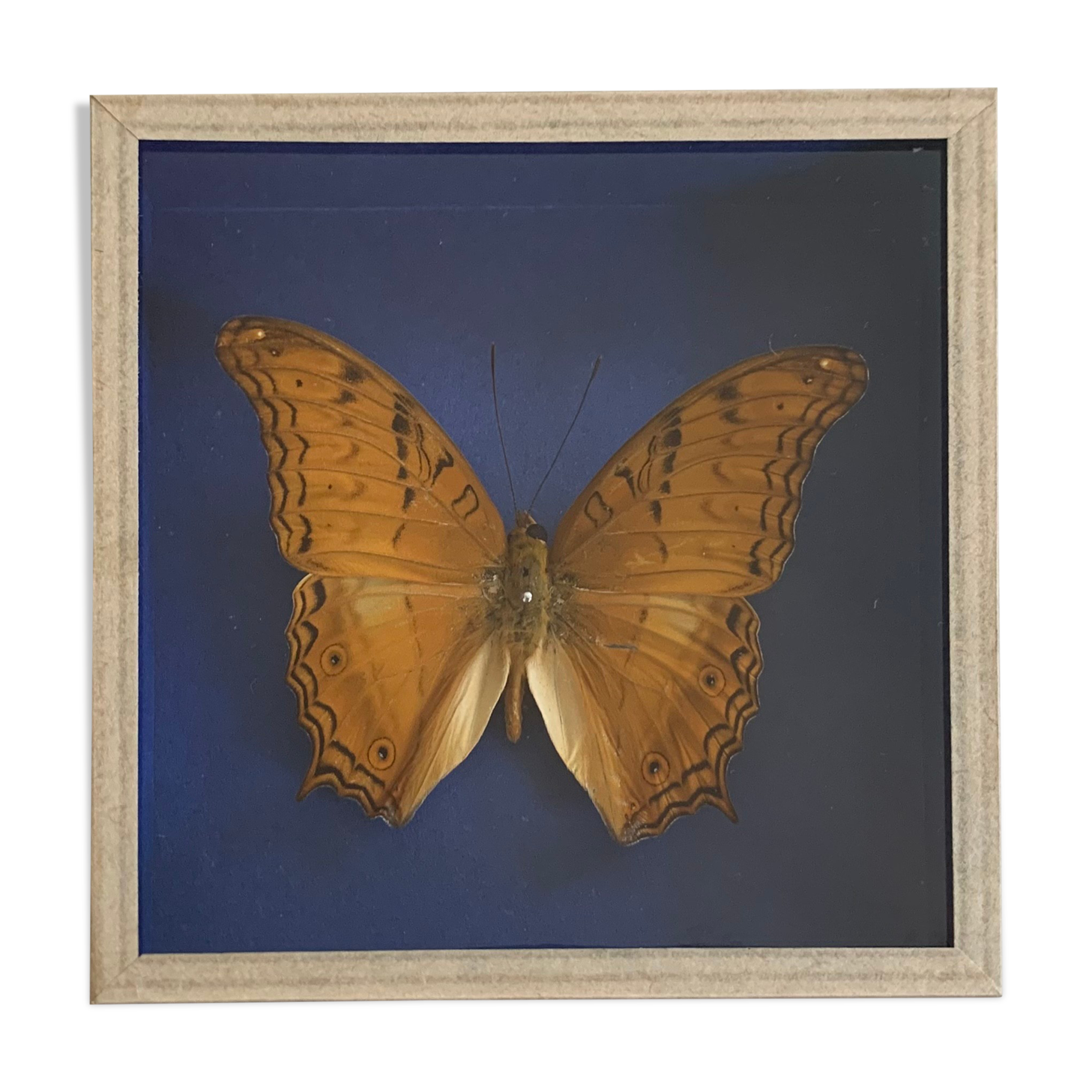Butterfly stuffed under glass
