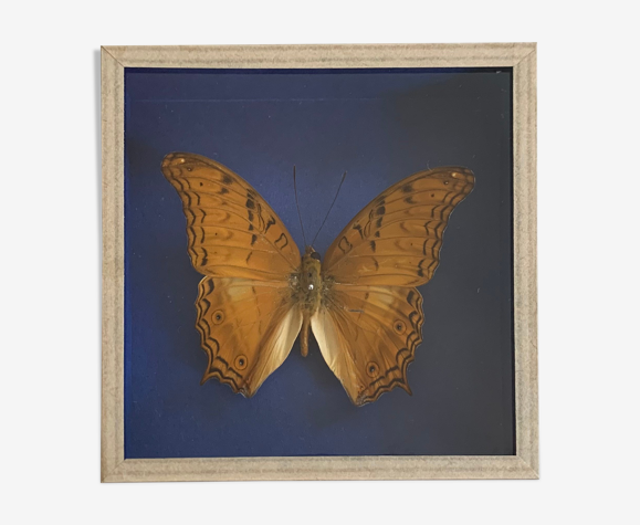 Papillon naturalisé sous verre