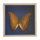 Butterfly stuffed under glass