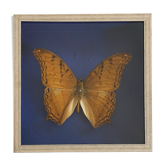 Papillon naturalisé sous verre