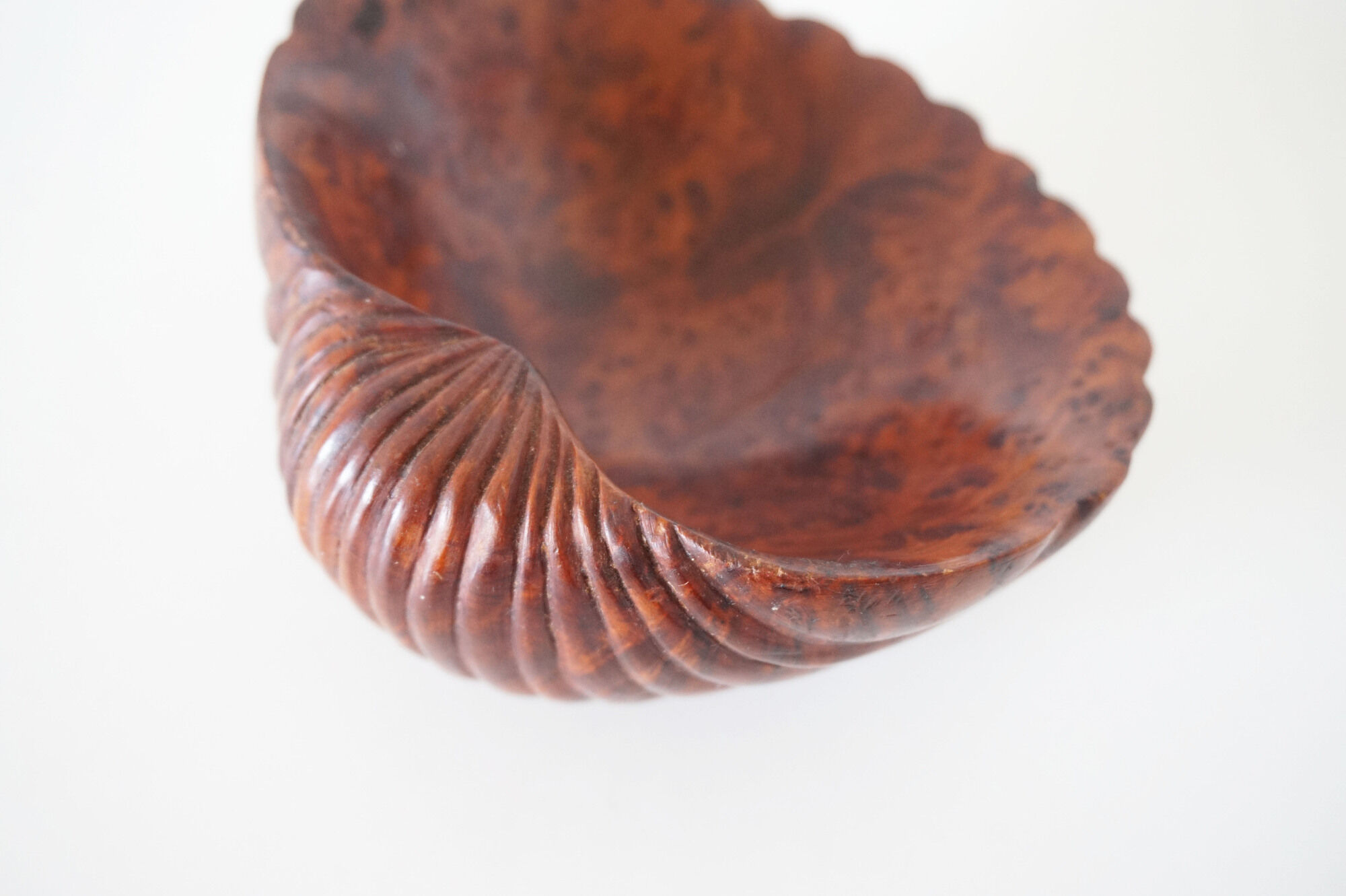 Empty cup shell pocket in elm magnifying glass