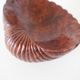 Empty cup shell pocket in elm magnifying glass