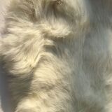 Peau de lapin blanche
