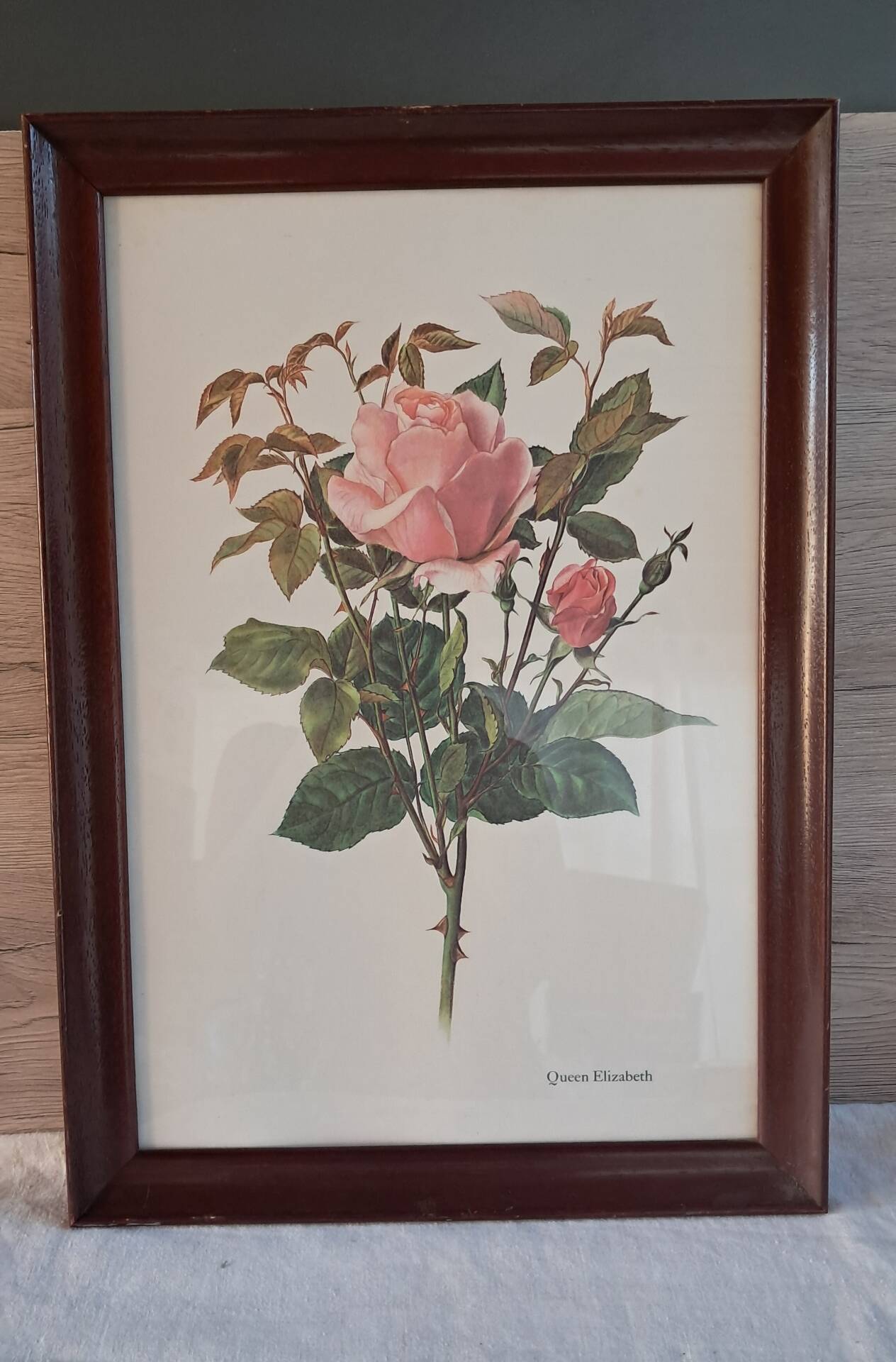 Botanical engraving vintage frame "Rose Queen Elizabeth" by Lotte Gün