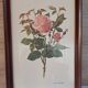 Botanical engraving vintage frame "Rose Queen Elizabeth" by Lotte Gün
