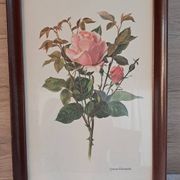 Gravure botanique cadre vintage « Rose Queen Elizabeth » par Lotte Gün