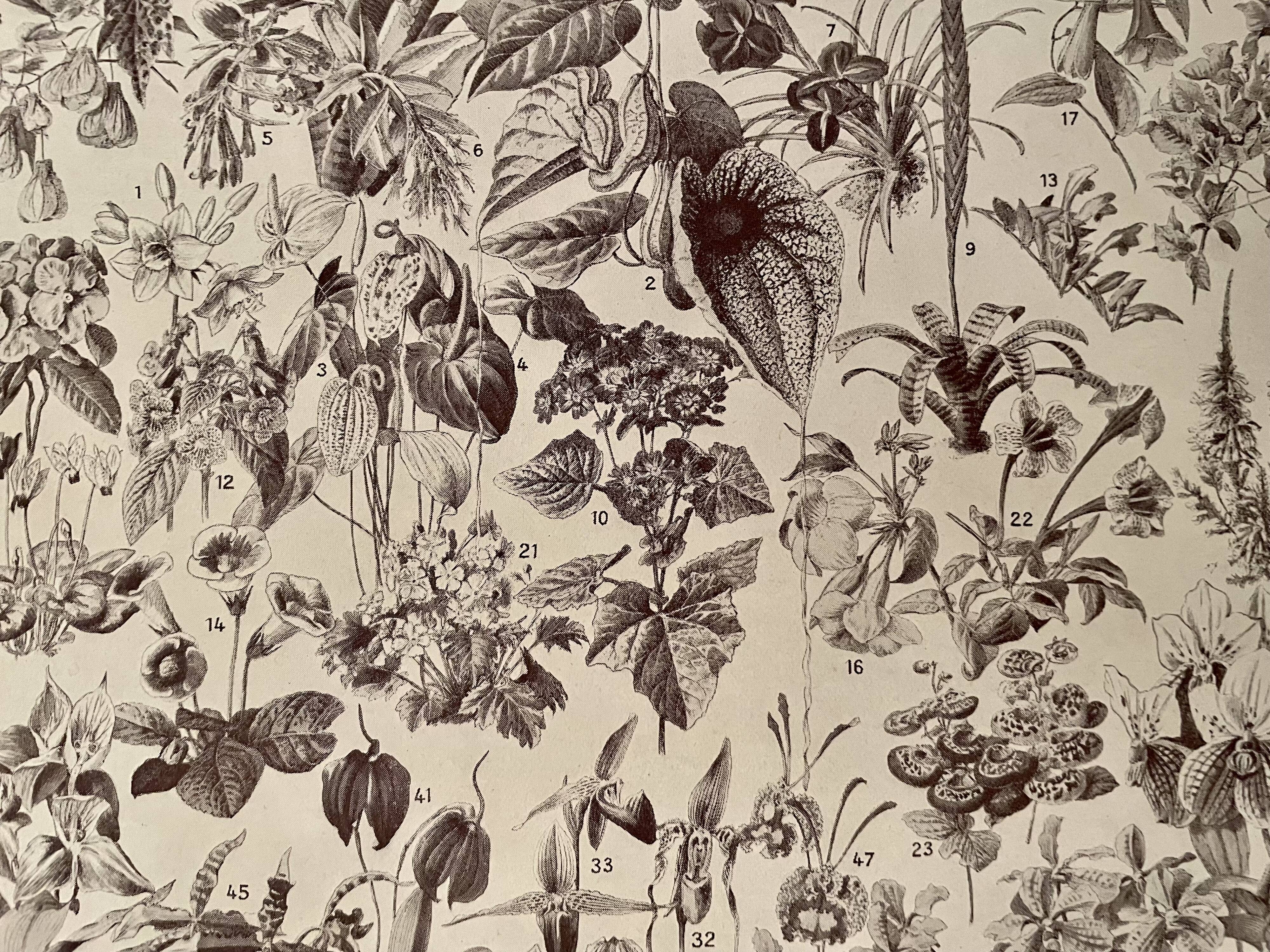 Lithograph on flowers (trees and shrubs) - 1930