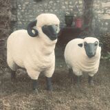 Sheep
