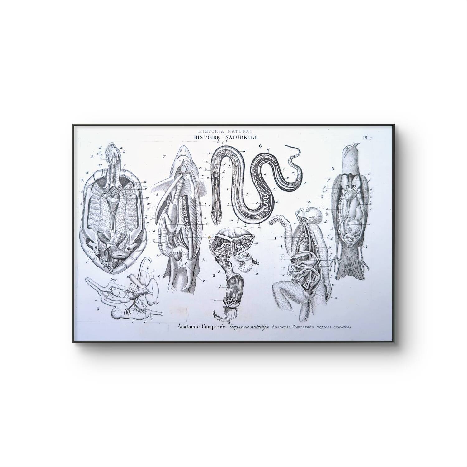 Printed in 1851, Zoological Poster.