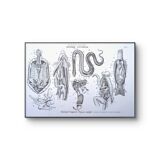 Printed in 1851, Zoological Poster.