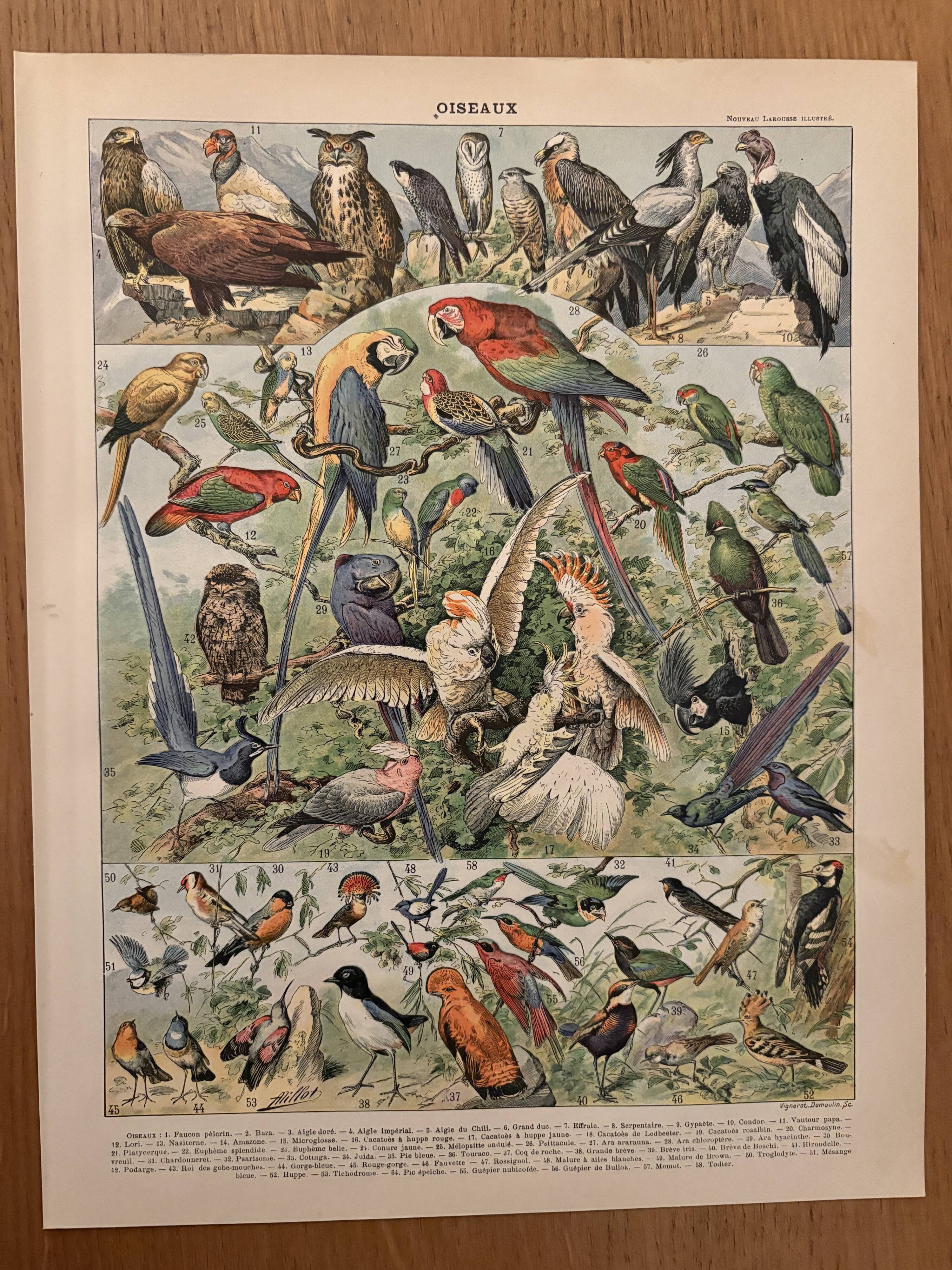 Vintage illustrated print of birds (parrot) - 1900