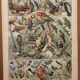 Vintage illustrated print of birds (parrot) - 1900
