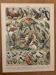 Vintage illustrated print of birds (parrot) - 1900