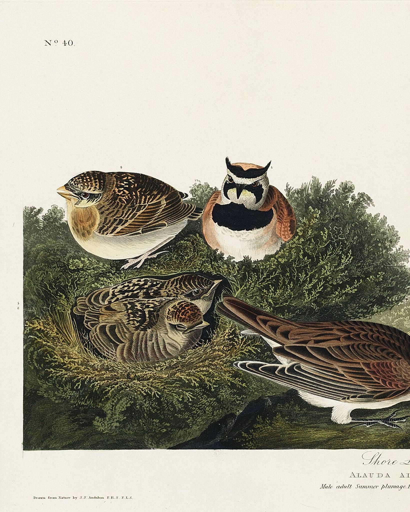 Affiche sur L’alouette, d’après une gravure ancienne de 1827.