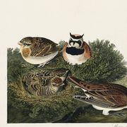 Affiche sur L’alouette, d’après une gravure ancienne de 1827.