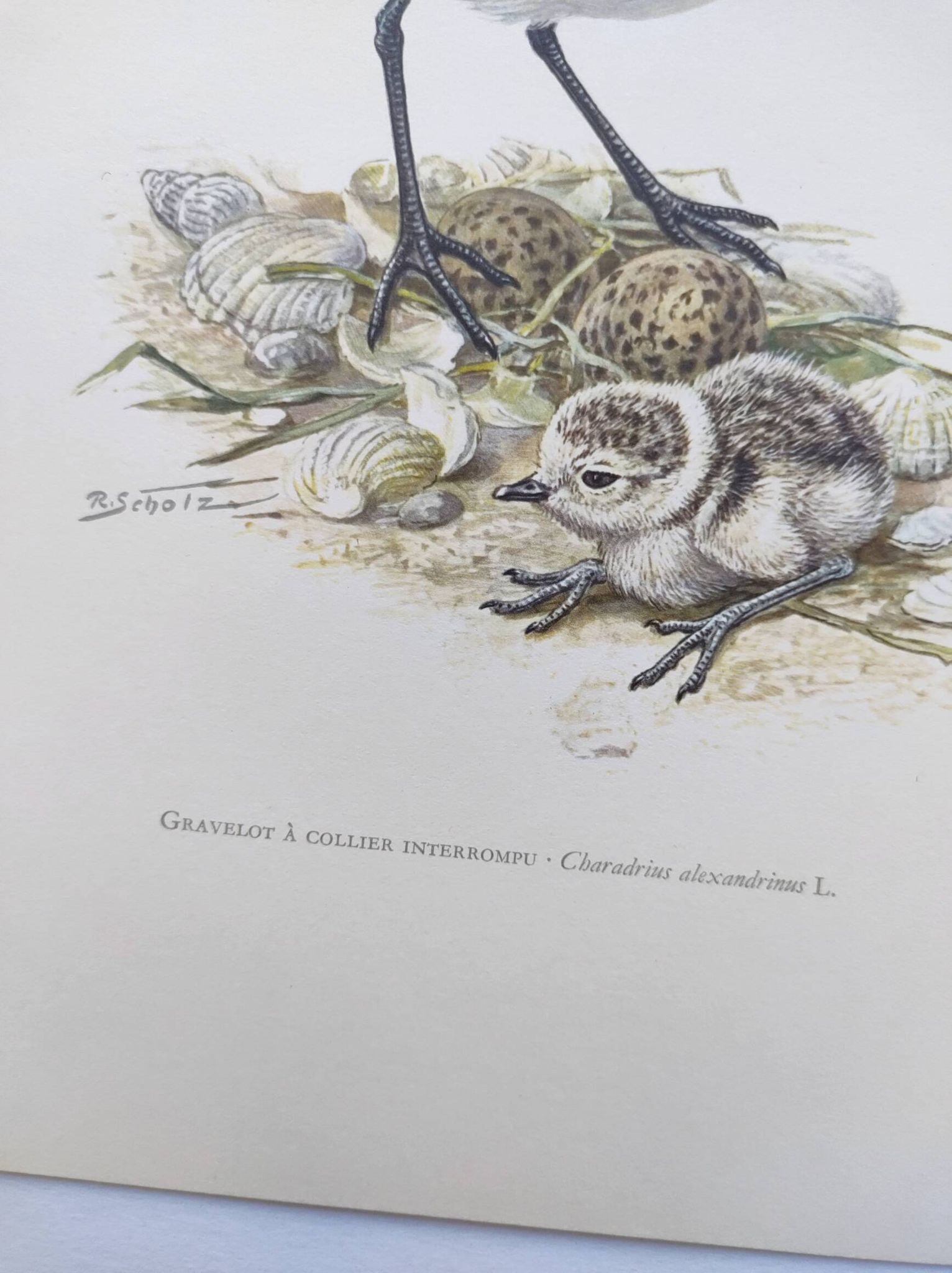 Old bird board from the 60s - Ringed Plover - Nature image