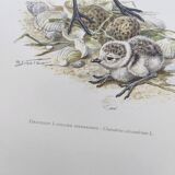 Old bird board from the 60s - Ringed Plover - Nature image