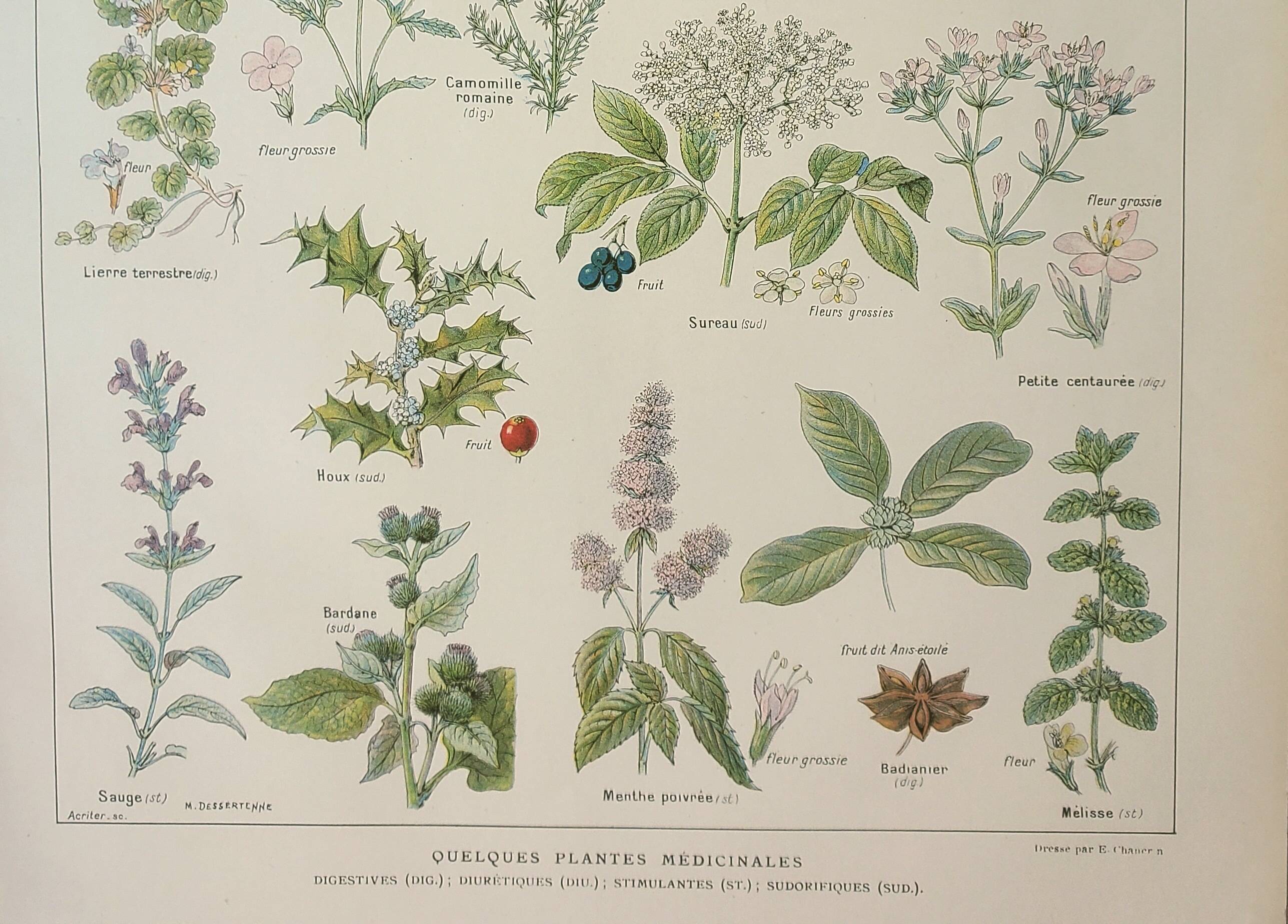Old engraving 1922, Medicinal plants 2, flowers and plants, flora • Lithograph, Original plate