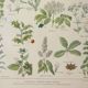 Old engraving 1922, Medicinal plants 2, flowers and plants, flora • Lithograph, Original plate
