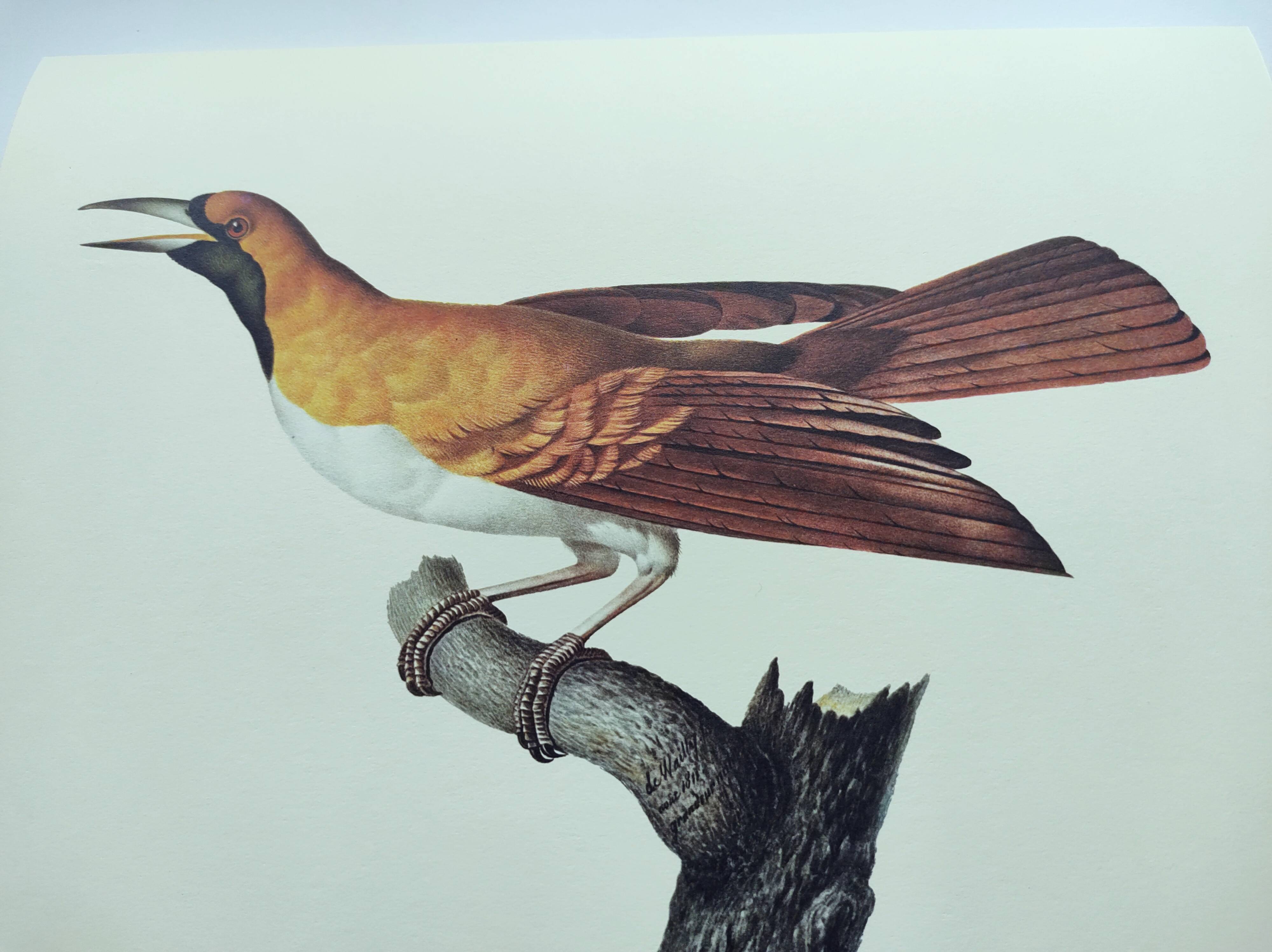 Planche ancienne -Petit Paradisier émeraude- Illustration zoologique