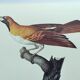 Planche ancienne -Petit Paradisier émeraude- Illustration zoologique