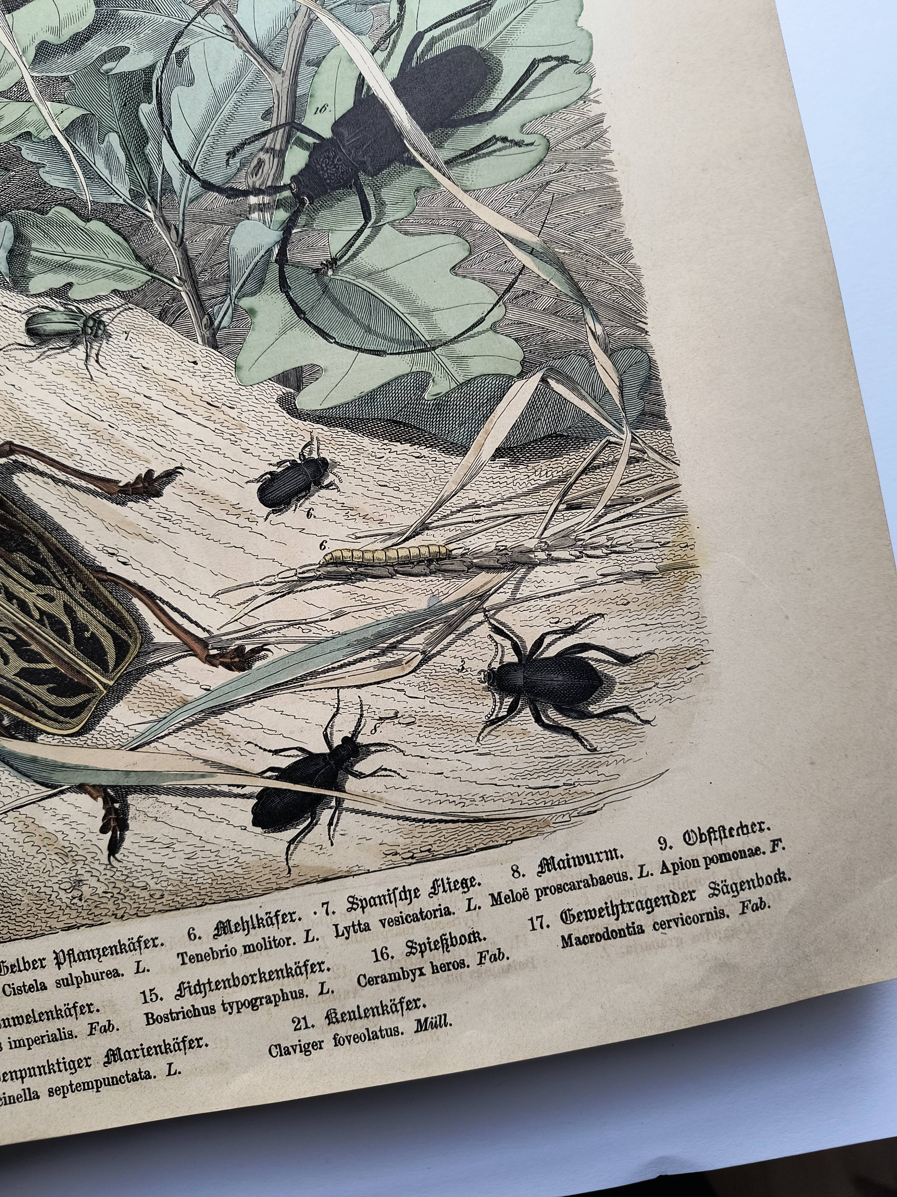 Antique lithograph from 1886 - Insects and beetles (2) - Engraving
