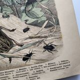 Antique lithograph from 1886 - Insects and beetles (2) - Engraving