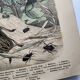 Antique lithograph from 1886 - Insects and beetles (2) - Engraving