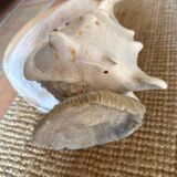 Extra large sea snail shell